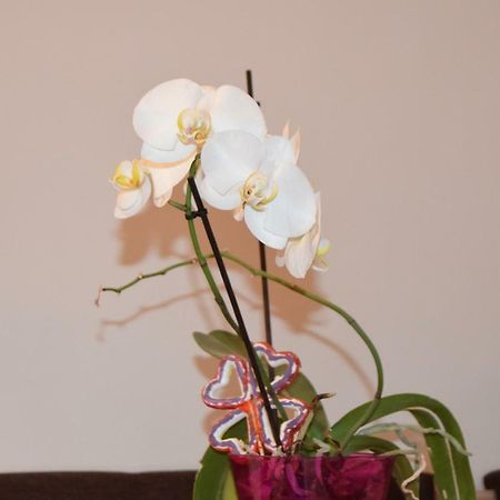 Central Appartment St'S Martin Church Braşov Dış mekan fotoğraf